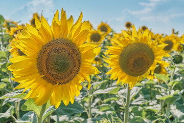 Fototapeta premium Bright Sunflowers in a Field on a Sunny Day