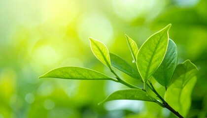 Natural green leaves plants using as spring ans summer background cover page, ecology wallpaper