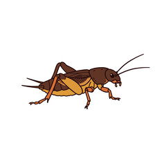 Detailed illustration of a brown cricket insect.
