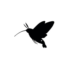 Fototapeta premium Silhouette of a Hummingbird HawkMoth in Flight.