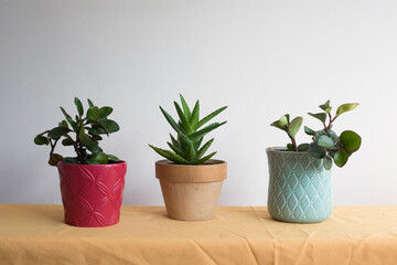 Fototapeta premium Composición con tres macetas en línea sobre tela ocre y con fondo neutro. Maceta roja con peperomia obtusifolia, maceta de terracota con aloe y maceta azul celeste con peperomia obtusifolia.