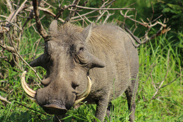 Phacochoerus africanus sundevallii known as a southern warthog, foraging in the lush African bushveld at South Africa's Kruger National Park