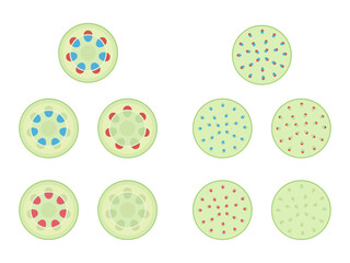 Fototapeta premium 双子葉類と単子葉類と維管束のイラスト素材セット