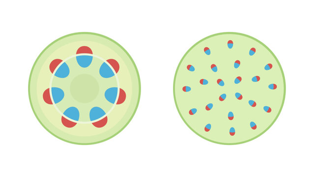 双子葉類と単子葉類と維管束のイラスト