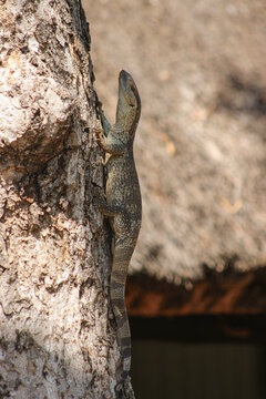 A white-throated monitor lizard (Varanus albigularis albigularis) climbs a tree and its patterned scales blend with the bark, giving it natural camouflage at Kruger National Park, South Africa