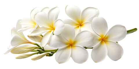 Fototapeta premium A cluster of white frangipani flowers with yellow centers and green buds on a black background isolated on a transparent background