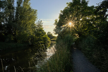 Obraz premium Sun shining through the branches and foliage of a treealong a creek in Bourgoyen nature reserve, Ghent, Flanders, Belgium, on a summer evening 
