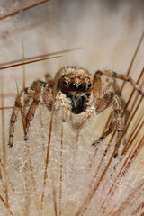 Macro Photography of a Hairy Jumping Spider on a Fuzzy Surface 