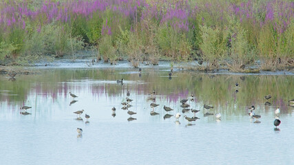 Eurasian oystercatchers, lapwings, gulls and coots in the marsh of Bourgoyen nature reserve, Ghent, Flanders, Belgium