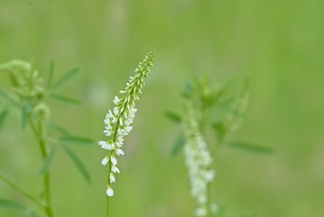 White sweetclover flowers, selective focus on a green bokeh background - Melilotus albus 