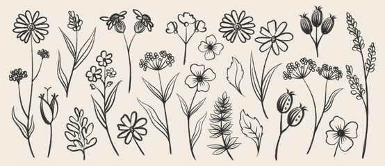 Hand drawn wildflower collection botanical line art set of minimalist meadow flowers and herbs illustration on cream background