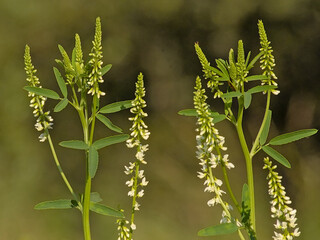  White sweetclover flowers, selective focus on a green bokeh background - Melilotus albus 