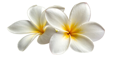 Close Two White Plumeria Flowers