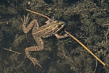  Green levant water frog swimming in a dark pond - Pelophylax bedriagae 