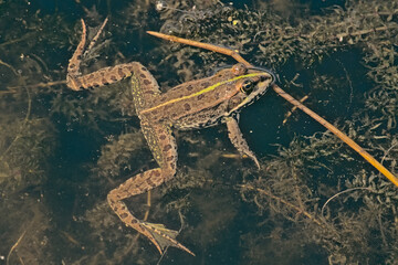  Green levant water frog swimming in a dark pond - Pelophylax bedriagae 