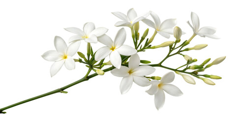 Obraz premium Cluster of White Jasmine Flowers with Buds and Green Leaves on a Transparent Background white flower isolated on a transparent background