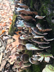 Mossy turkey tail mushrooms growing on a stump