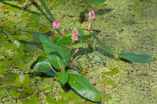 Soft pink water smartweed flowers and green duckweed in a pool