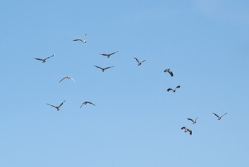 Flock of lapwings and black headed gulls in flight on a clear blue sky - Vanellinae, Chroicocephalus ridibundus 