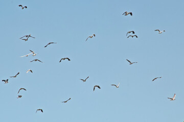Flock of lapwings and black headed gulls in flight on a clear blue sky - Vanellinae, Chroicocephalus ridibundus 