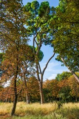 Autumn, forest, El Retiro Park, Madrid, Spain, Europe