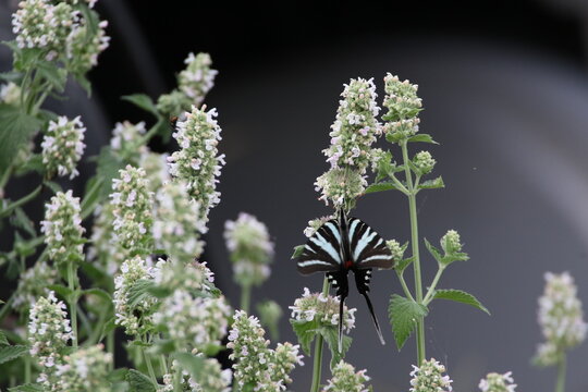 Zebra swallowtail butterfly Eurytides marcellus on flower 
