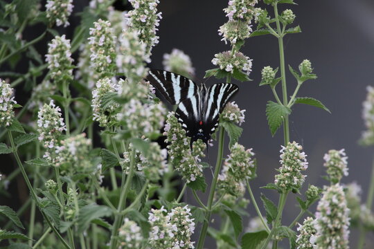 Zebra swallowtail butterfly Eurytides marcellus on flower 