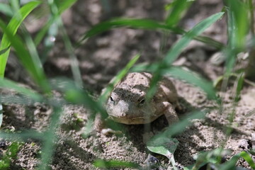 western toad Anaxyrus boreas on the ground 