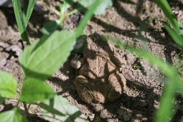 western toad Anaxyrus boreas on the ground 