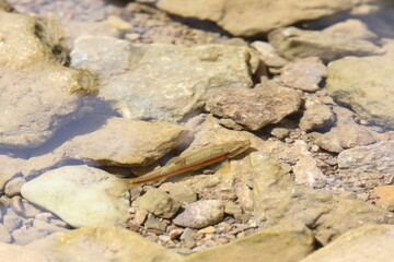 Western Blacknose Dace fish in the water 