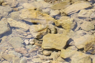 Western Blacknose Dace fish in the water 