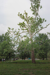 Tornado damage in Forest Park, St. Louis, Missouri after May 16, 2025 tornado