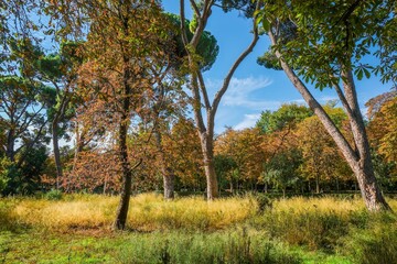 Autumn, forest, El Retiro Park, Madrid, Spain, Europe