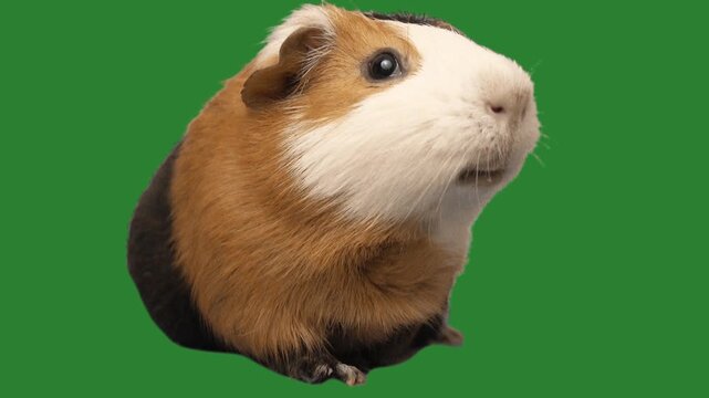 talking guinea pig on green screen