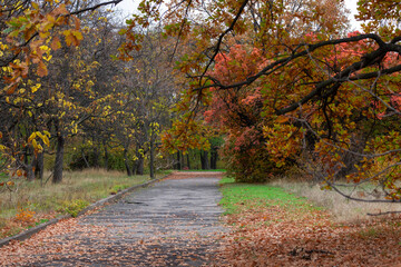Beautiful autumn park areas on a cloudy day.