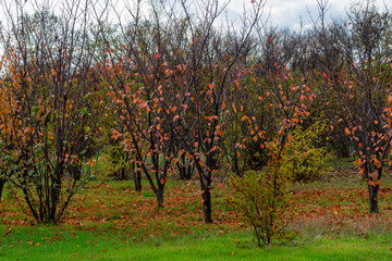 Beautiful autumn park areas on a cloudy day.