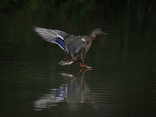 Wild Duck Landing on Calm Lake — Graceful Bird in Motion with Reflection on Water Surface in Natural Wildlife Scene