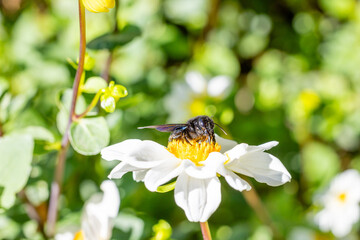 An insect pollinating a dahlia in a garden in Madrid