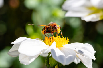 An insect pollinating a dahlia in a garden in Madrid