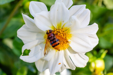 Fototapeta premium An insect pollinating a dahlia in a garden in Madrid