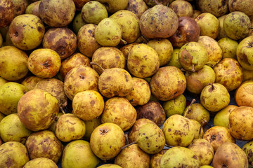 Close-up of freshly harvested organic pears with natural imperfections and earthy texture. Rustic background of ripe fruits representing local farming, organic food, and sustainability.