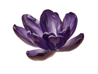 Close up macro view of a vibrant purple tulip bloom with detailed petals