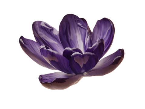 Close up macro view of a vibrant purple tulip bloom with detailed petals