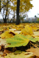 autumn leaves in the park, yellow leaves in autumn