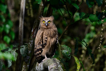 Buffy Fish-Owl, Ketupa ketupu, Large, orange-brown with prominent horns on its head, big eyes day bird in nature