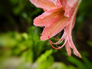 close up of amaryllis flower (Hippeastrum)