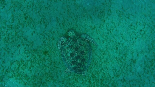 Top view of Sea Turtle feeding on sea grass on sea bottom, Slow motion of Great Green Sea Turtle, Chelonia mydas