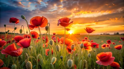 Obraz premium Vibrant red poppies bloom in a sun drenched field at sunset with a dramatic sky