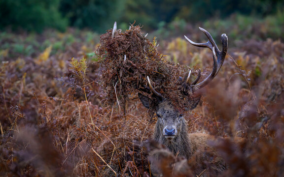 Red deer stag with dressed antlers