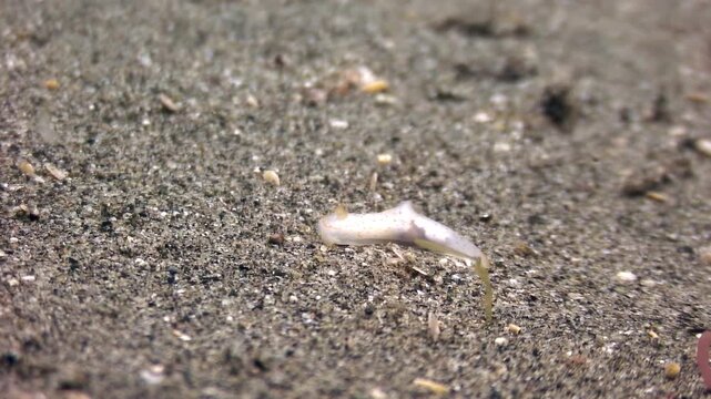 A slender ghost pipefish makes its way across the sandy bottom. This tiny creature was filmed during a daytime dive in Anilao, Philippines.